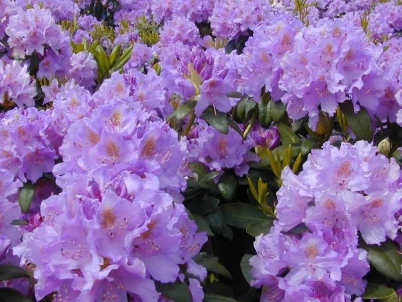 Rhododendron Catawbiense Grandiflorum (Alpenroos)-2