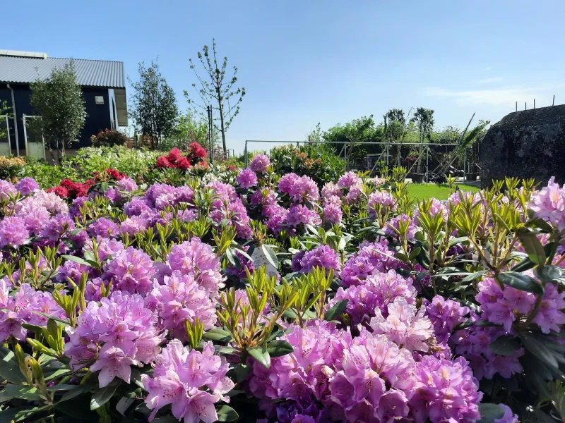 Rhododendron Catawbiense Grandiflorum (Alpenroos)-3