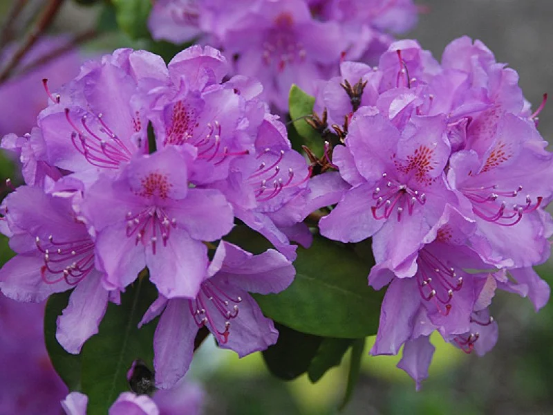 Rhododendron Catawbiense Boursault (Alpenroos)