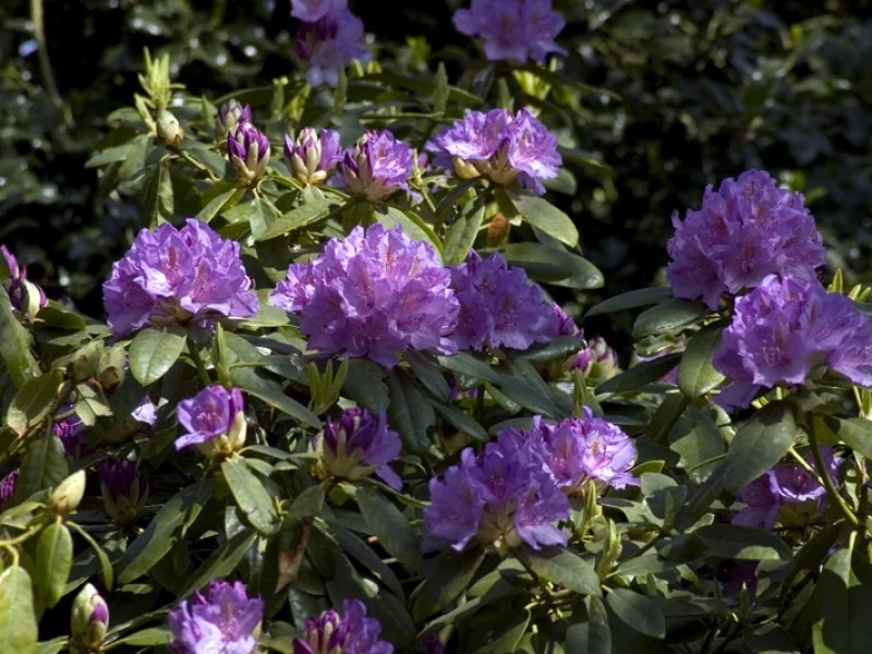 Rhododendron Catawbiense Boursault (Alpenroos)-2