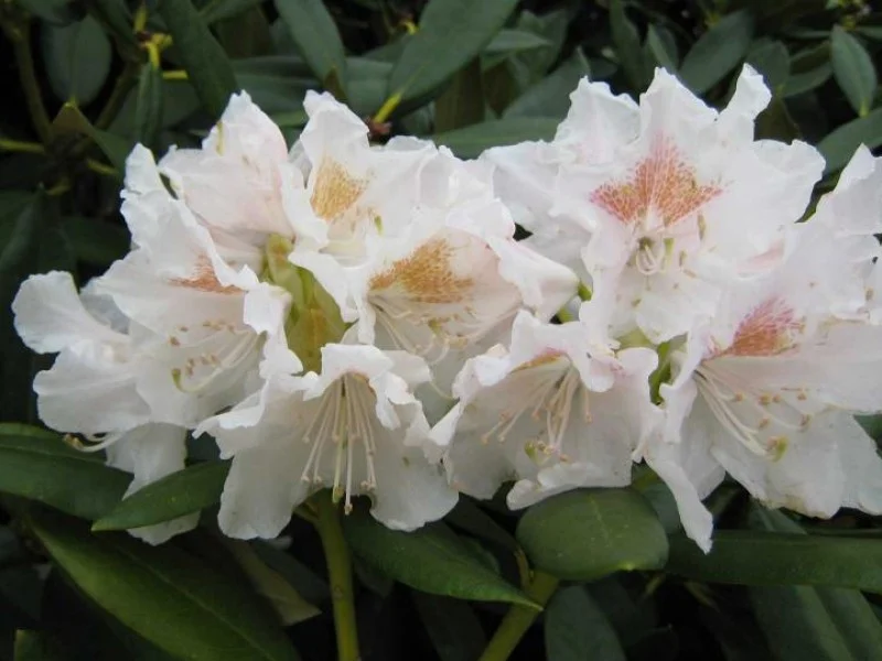 Rhododendron Cunningham White (Rododendron)
