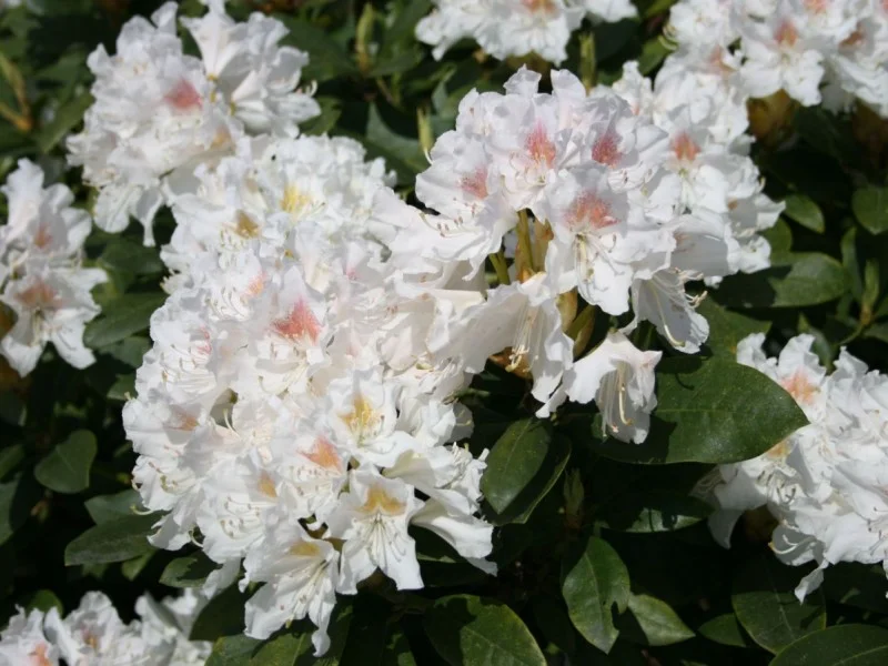 Rhododendron Cunningham White (Rododendron)-2