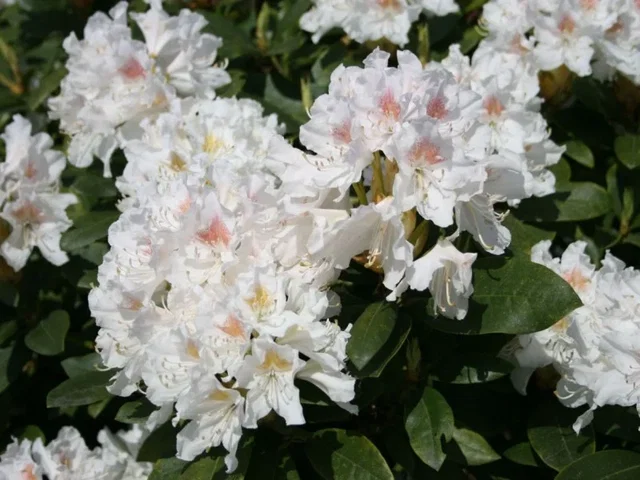 Rhododendron Cunningham White (Rhododendron)