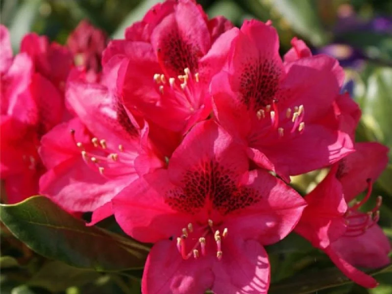 Rhododendron Nova Zembla (Alpenroos)-1