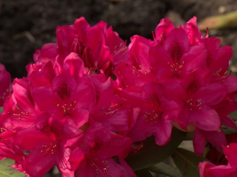 Rhododendron Nova Zembla (Alpenroos)-2