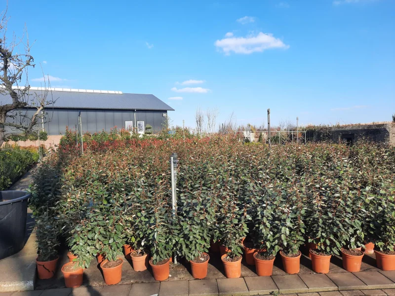 Elaeagnus Ebbingei haagplant (Olijfwilg)-4
