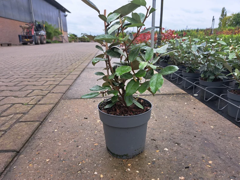 Elaeagnus Ebbingei haagplant (Olijfwilg)-5