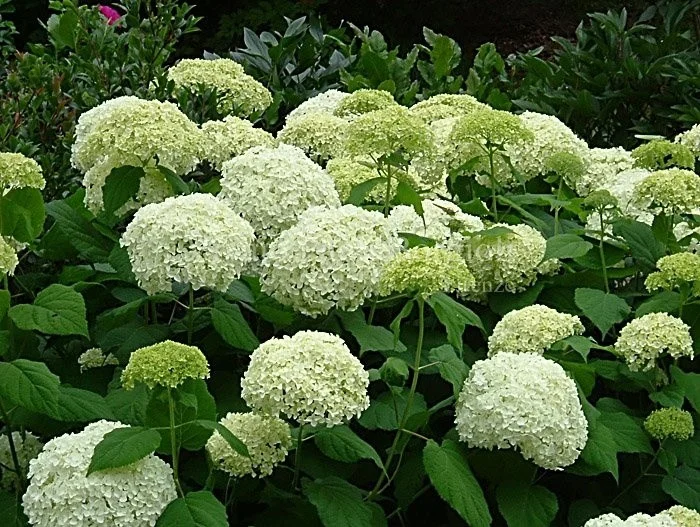 Hydrangea arborescens Annabelle