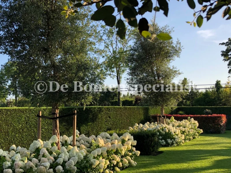 Hydrangea arborescens Annabelle-2