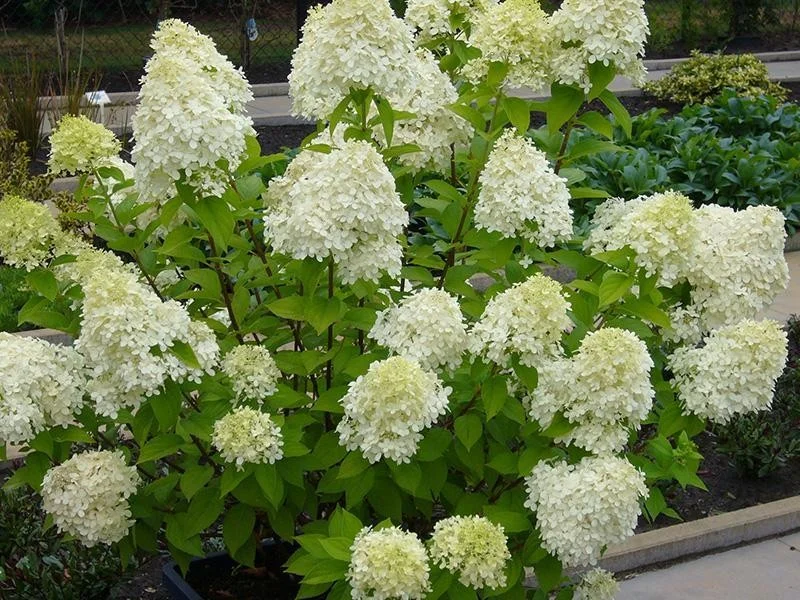 Hydrangea paniculata Lime Light