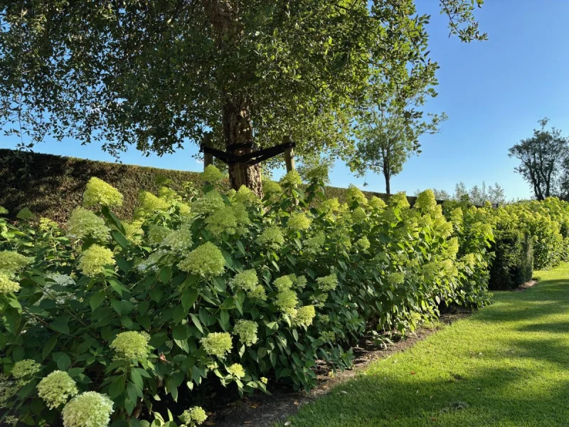 Hydrangea paniculata Lime Light-2