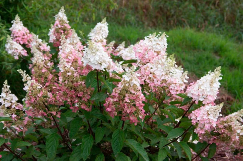 Hydrangea paniculata Pinky Winky