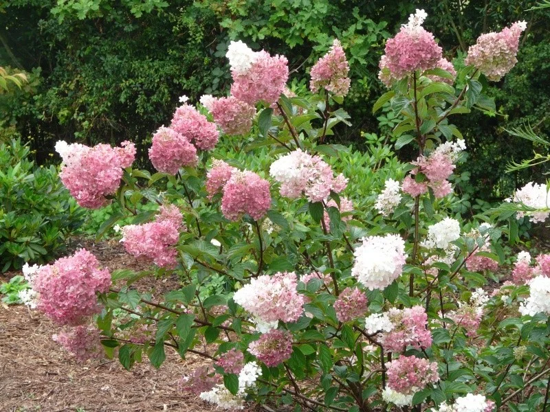 Hydrangea paniculata Vanille Fraise