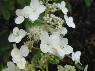 Hydrangea paniculata Dart's Little Dot