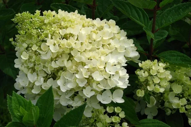 Hydrangea Paniculata Grandiflora
