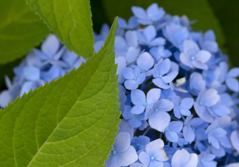 Hydrangea macrophylla Bodensee