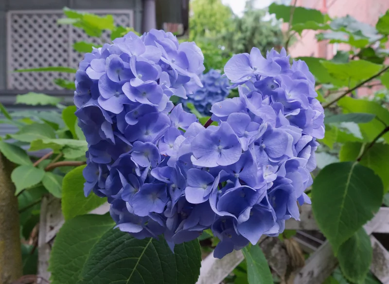 Hydrangea macrophylla Bodensee-2
