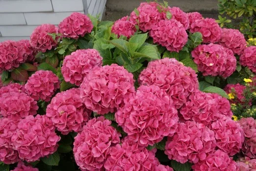 Hydrangea macrophylla Alpengluhen