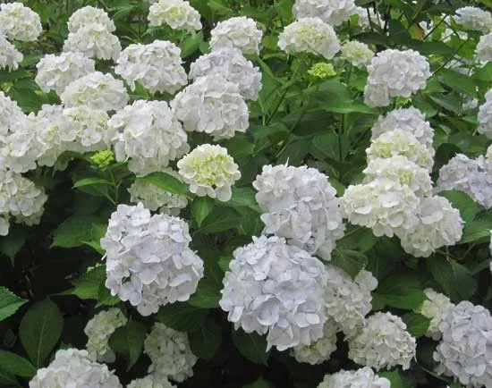 Hydrangea macrophylla Madame Emile Mouillère