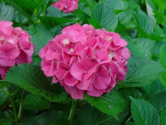 Hydrangea macrophylla Masja-1