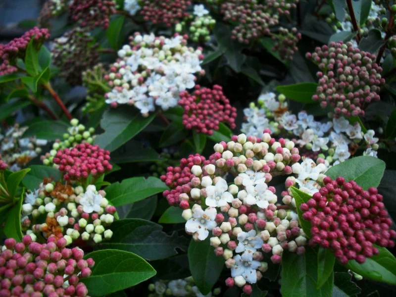 Viburnum Tinus (Sneeuwbal)