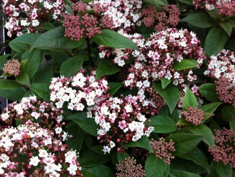 Viburnum Tinus (Sneeuwbal)