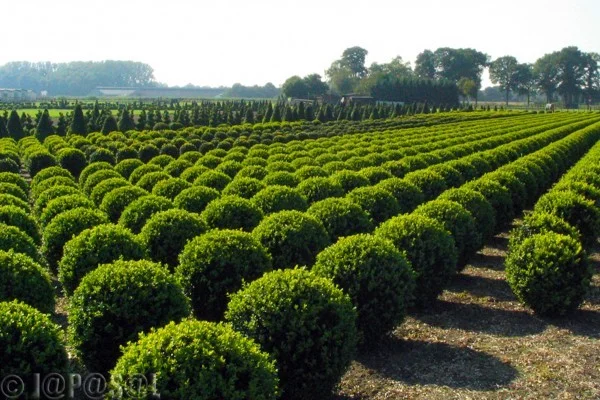 Buxusbollen (Sempervirens)
