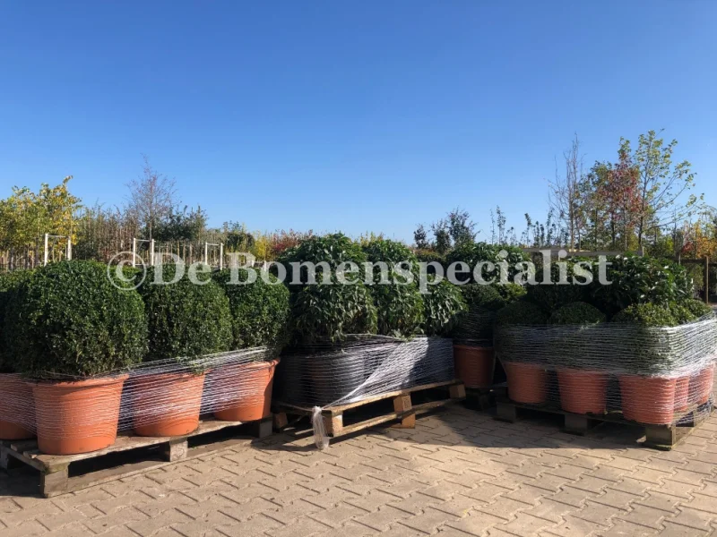 Buxusbollen (Sempervirens)-2