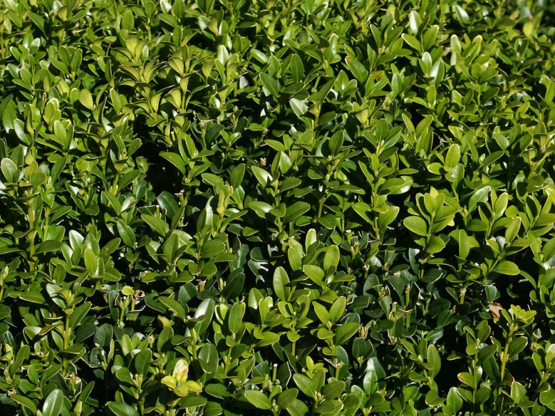 Buxushaag (Sempervirens)-1