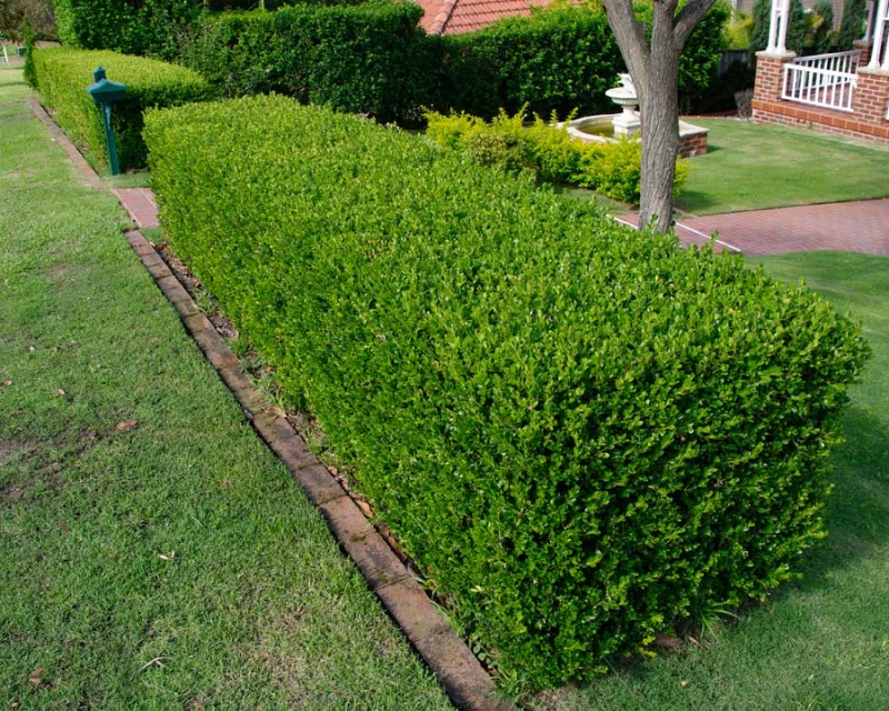 Buxushaag (Sempervirens)-2