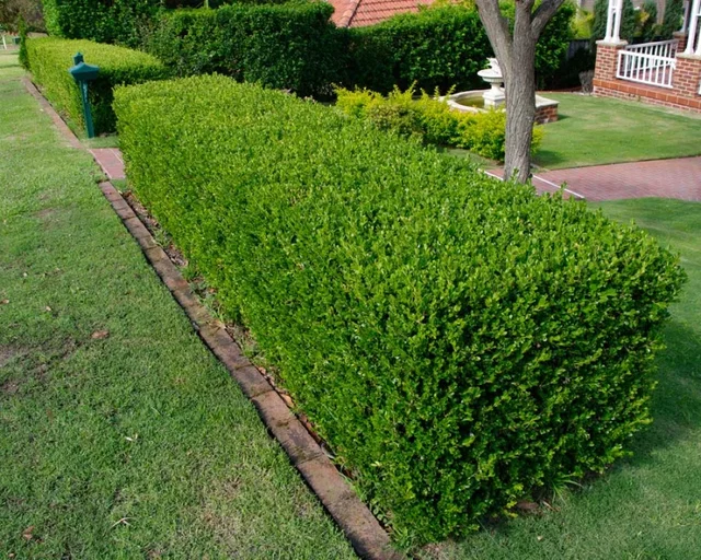 Buxushaag (Sempervirens) Buxushaag (Sempervirens)