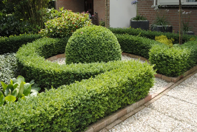 Buxushaag (Sempervirens)-3