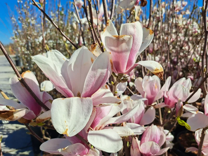 Magnolia Soulangeana Struik (Beverboom)-1