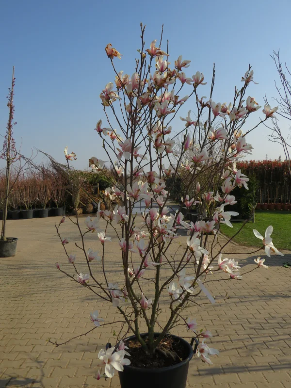 Magnolia Soulangeana Struik (Beverboom)-2
