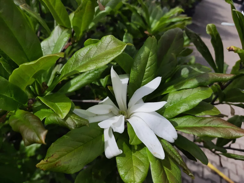 Magnolia Stellata Struik (Stermagnolia)