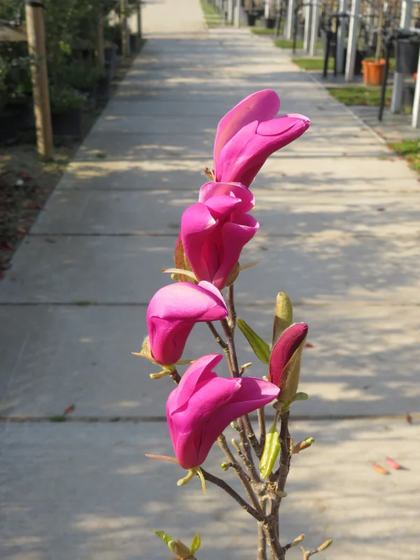 Magnolia Susan Struik (Beverboom)