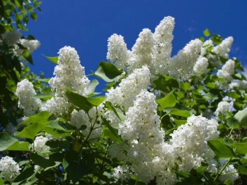 Syringa Vulgaris Madame Lemoine (Sering)-1