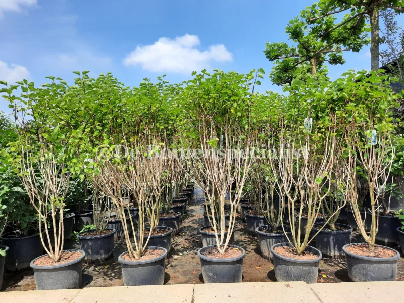 Syringa Vulgaris Madame Lemoine (Sering)