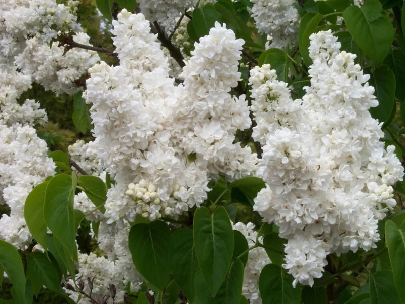 Syringa Vulgaris Madame Lemoine (Sering)-3