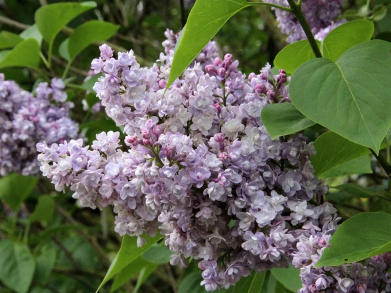 Syringa Vulgaris Katherine Havemeyer (Sering)