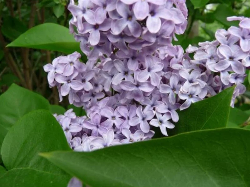 Syringa Vulgaris Katherine Havemeyer (Sering)-3
