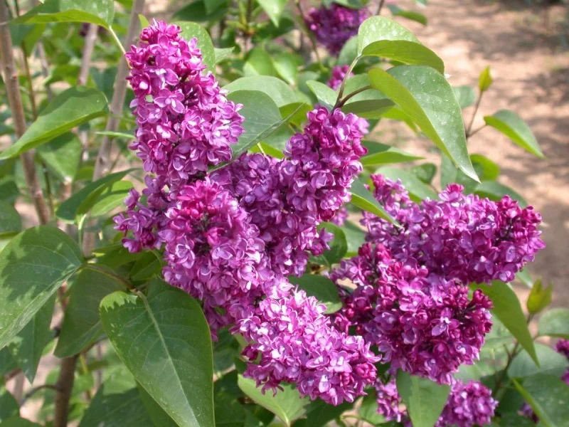 Syringa Vulgaris Charles Joly (Sering)