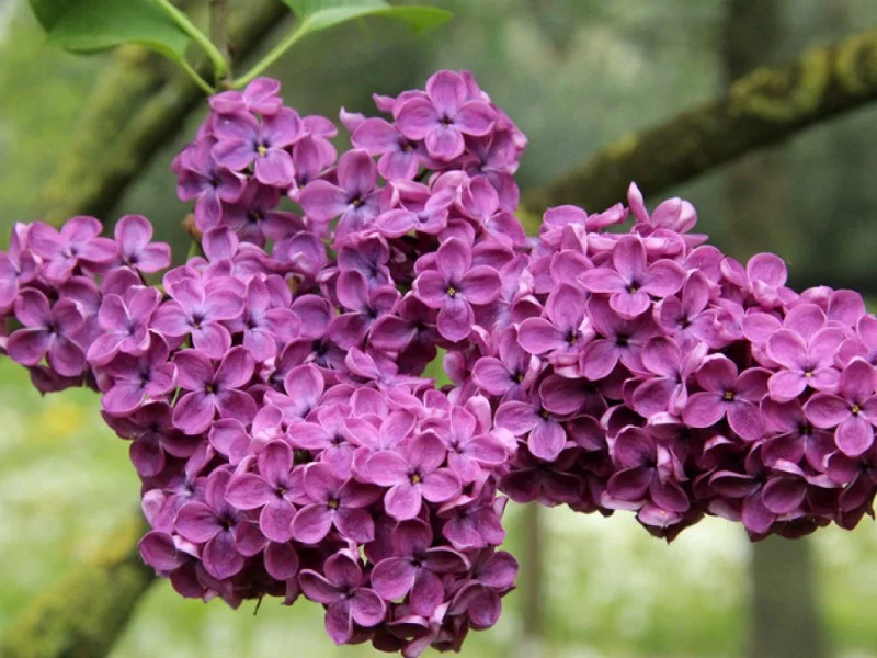 Syringa Vulgaris Charles Joly (Sering)-3