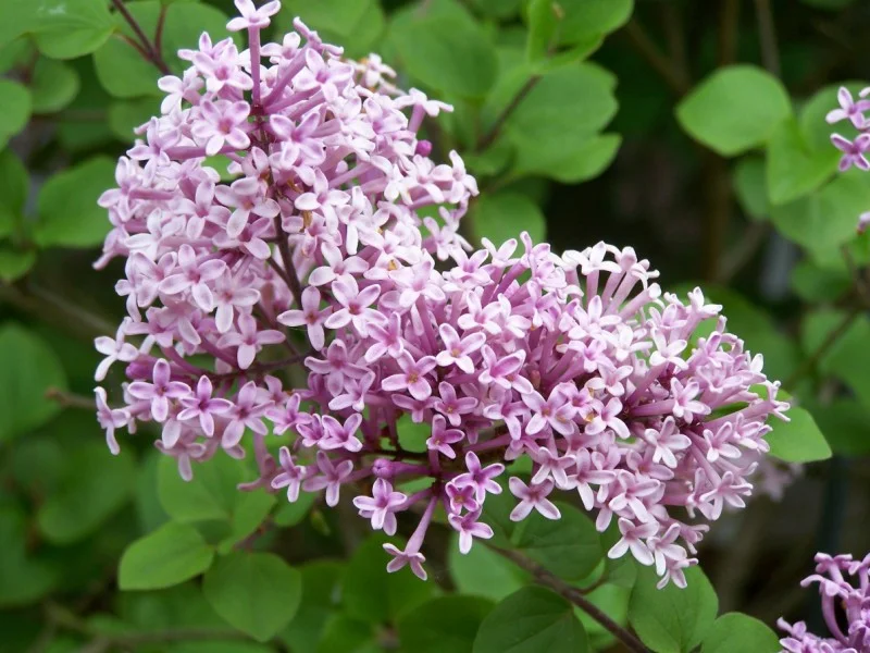 Syringa Meyeri Palibin (Sering)