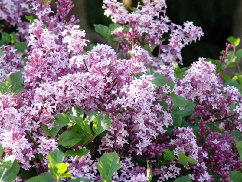 Syringa Meyeri Palibin (Sering)-3