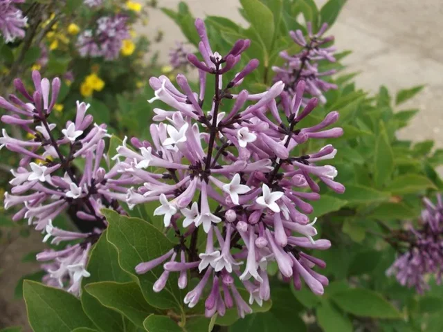 Syringa Patula Miss Kim (Sering) Syringa Patula Miss Kim (Sering)