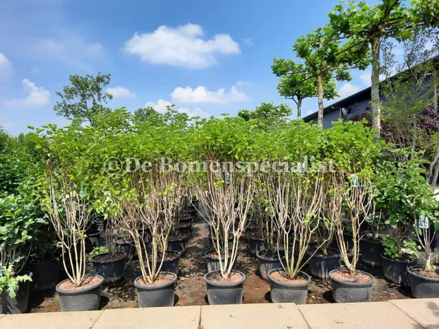 Syringa Patula Miss Kim (Sering) Syringa Patula Miss Kim (Sering)