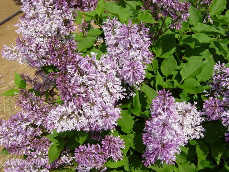 Syringa Patula Miss Kim (Sering)-3