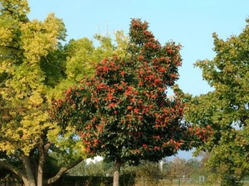 Crataegus Lavalleei Carrierei (Meidoorn)