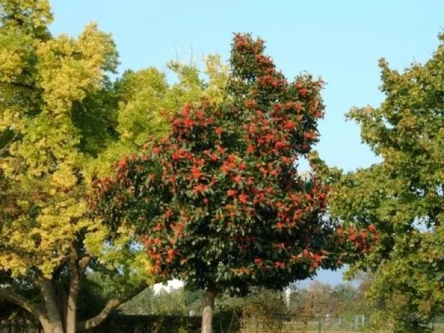 Crataegus Lavalleei Carrierei (Weißdorn) Crataegus Lavalleei Carrierei (Weißdorn)